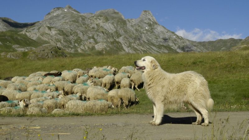 mairie tour en maurienne